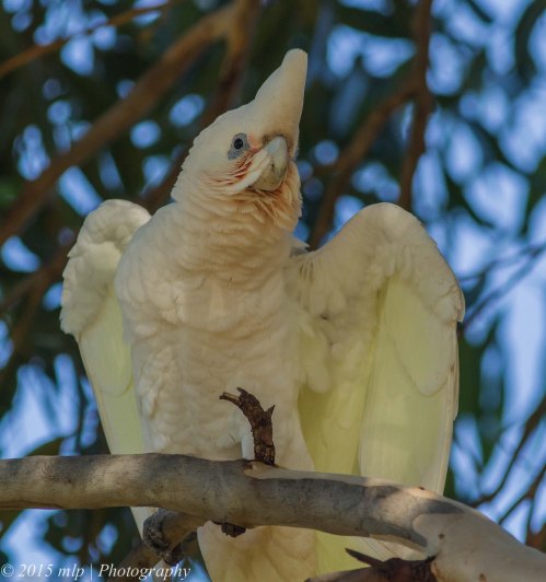 Little Corella, Elster Creek, Victoria 3 May 2015