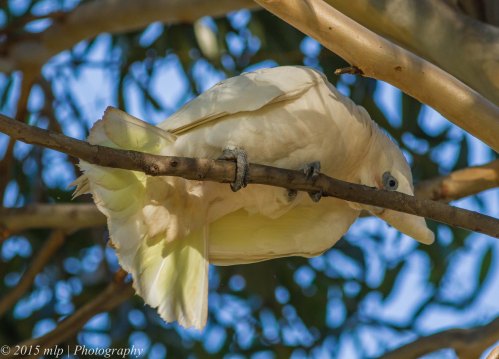 Little Corella, Elster Creek, Victoria 3 May 2015