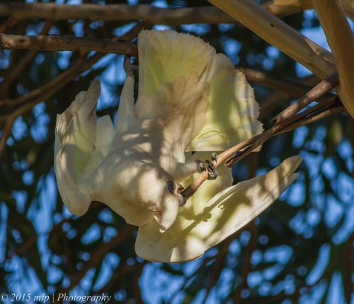 Little Corella, Elster Creek, Victoria 3 May 2015