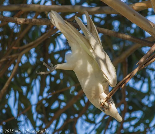 Little Corella, Elster Creek, Victoria 3 May 2015