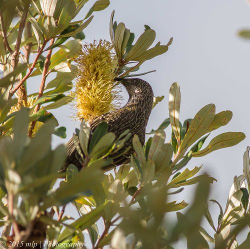 Little Wattlebird