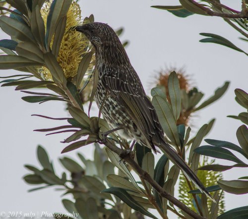 Little Wattlebird, Rosebud Foreshore, Victoria 12 April 2015