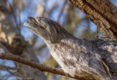 Tawny Frogmouth