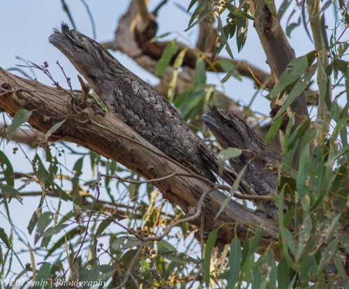 Tawny Frogmouth