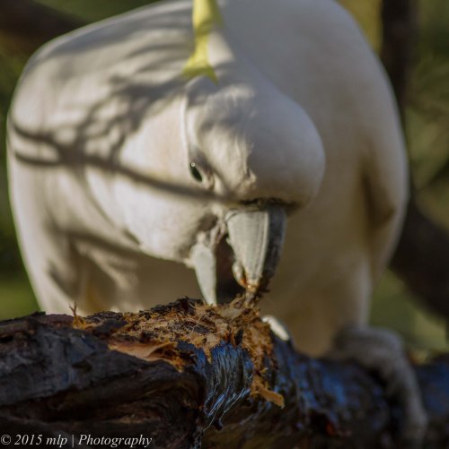 Sulphur Crested Cockatoo
