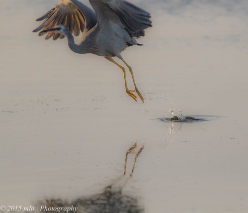 White Faced Heron, Rosebud Foreshore, Victoria 12 April 2015