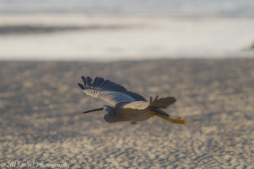 White Faced Heron, Rosebud Foreshore, Victoria 12 April 2015