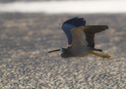 White Faced Heron IV, Rosebud Foreshore, Victoria 12 April 2015