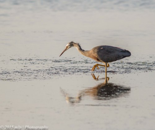 White Faced Heron, Rosebud Foreshore, Victoria 12 April 2015