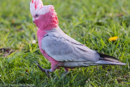 Galah, Elster Creek