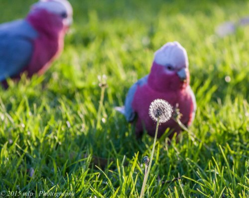 Galahs, Elster Creek,