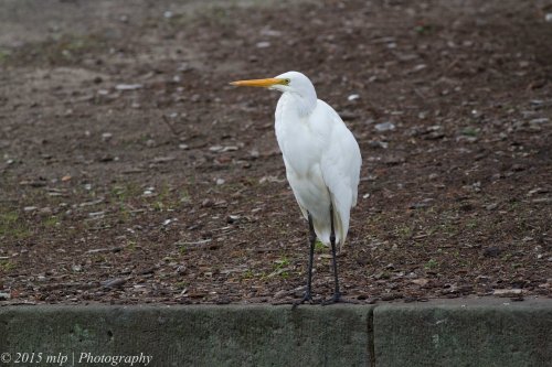Great Egret