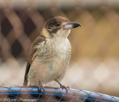 Juvenile Grey Butcherbird