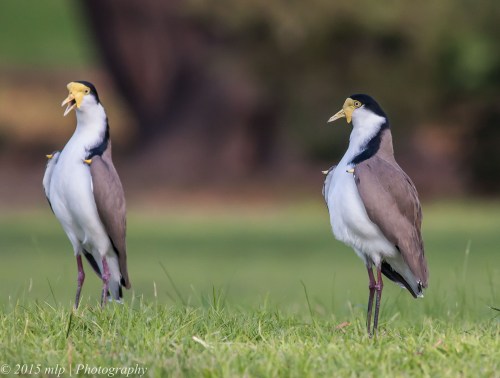 Masked Lapwing