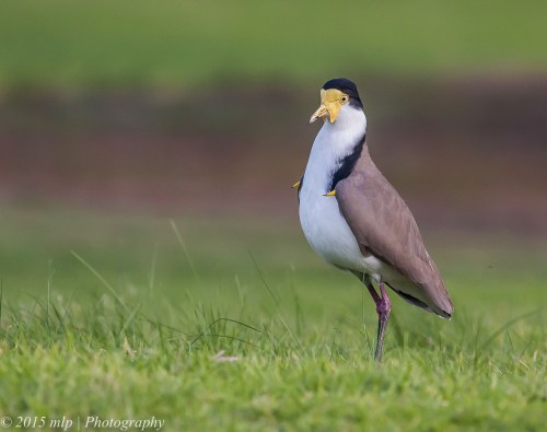 Masked Lapwing