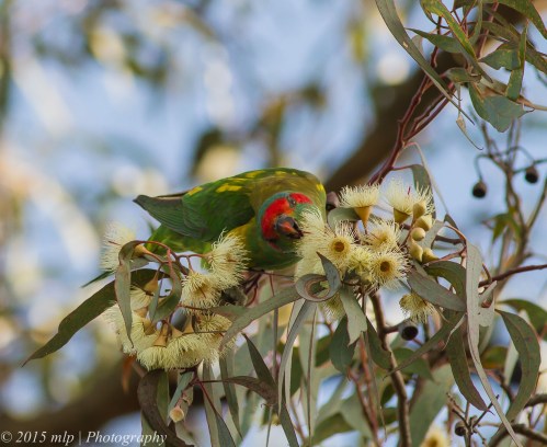 Musk Lorikeet
