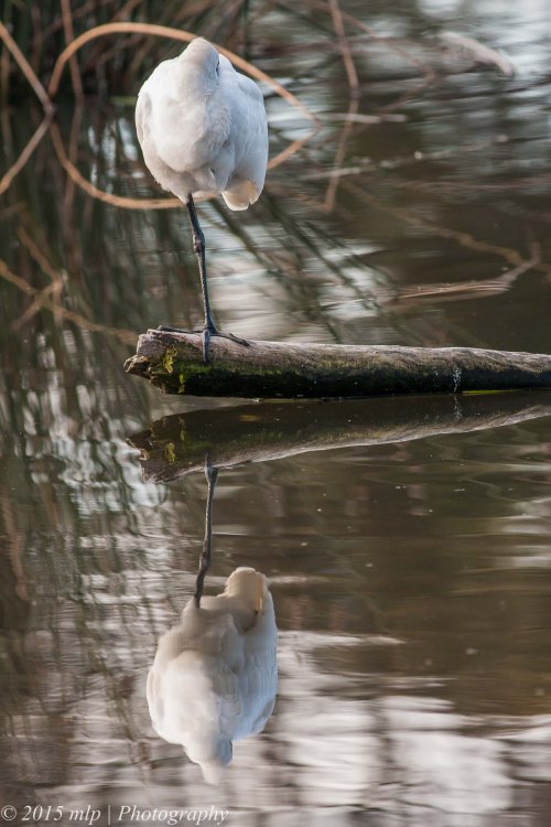 Royal Spoonbill, Elster Creek