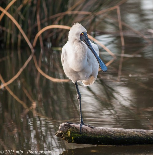 Royal Spoonbill, Elster Creek