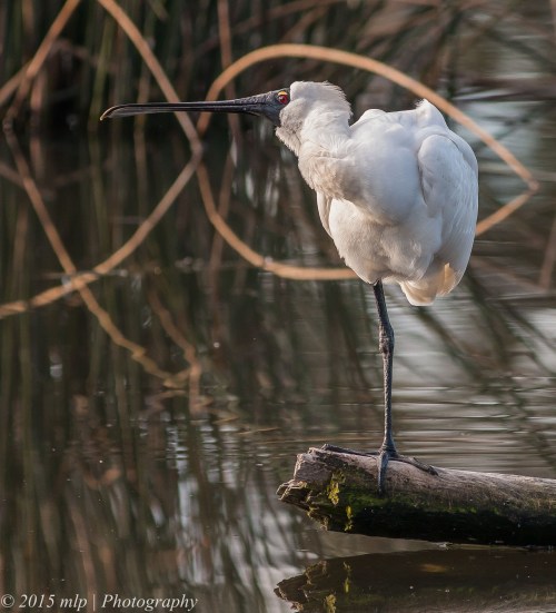 Royal Spoonbill, Elster Creek