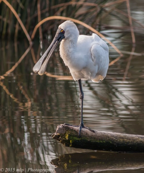 Royal Spoonbill, Elster Creek