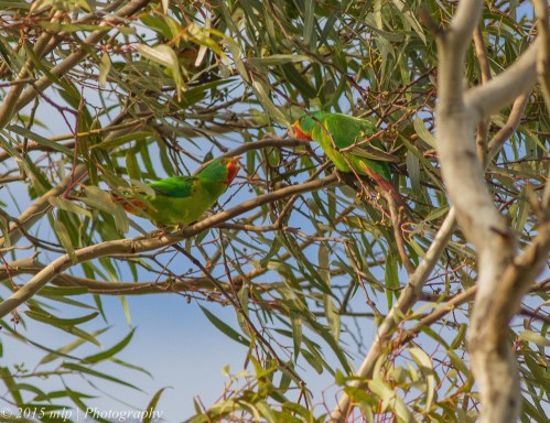 Swift Parrots,