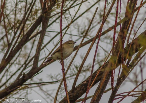 Western Gerygone