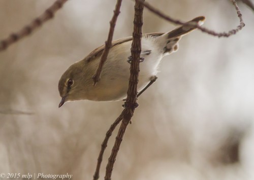 Western Gerygone