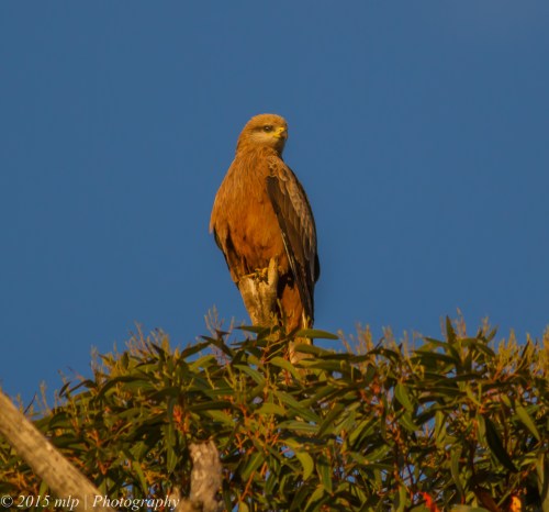 Black Kite, Western Treatment Plant, Victoria