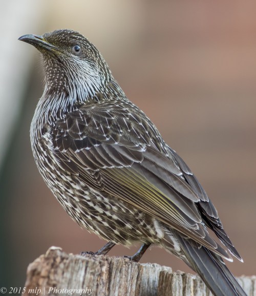 Little Wattlebird, Elwood