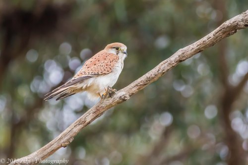 Nakeen Kestrel, Weribee, Victoria 