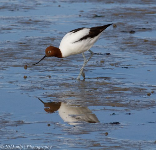 Red Necked Avocet