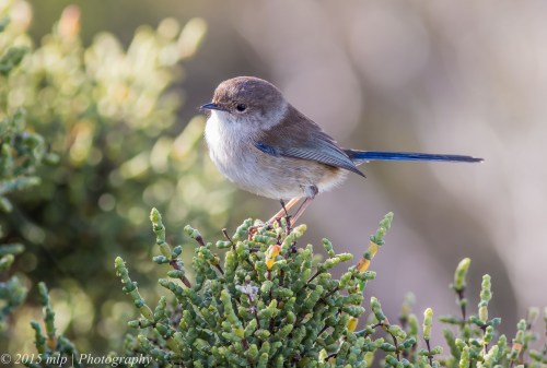 Superb Fairy Wren