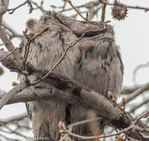 Tawny Frogmouths, Elwood