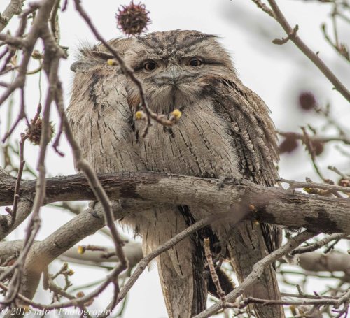 Tawny Frogmouths, Elwood