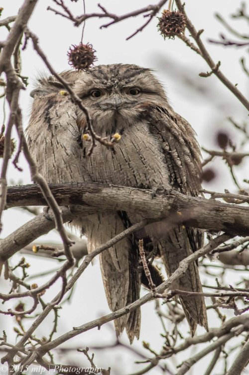 Tawny Frogmouths, Elwood