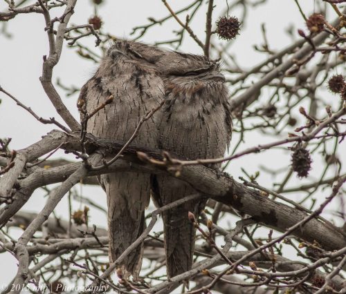 Tawny Frogmouths, Elwood