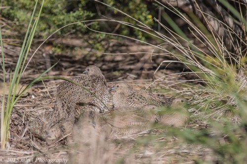 Brown Quail, Jawbone Flora and Fauna Reserve