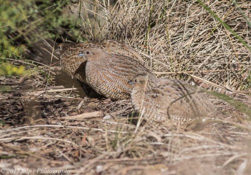 Brown Quail, Jawbone Flora and Fauna Reserve