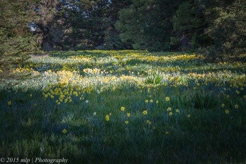 Daffodil Field, Moorooduc
