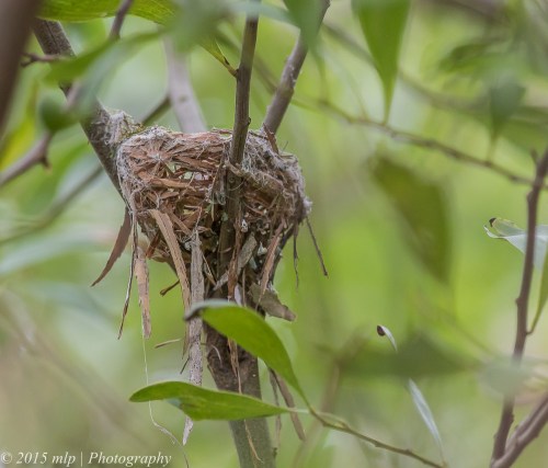 Eastern Yellow Robin nest