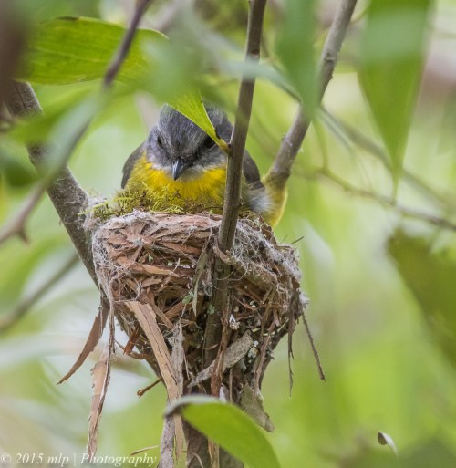 Eastern Yellow Robin building a nest