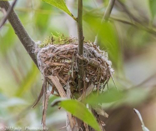 Eastern Yellow Robin nest