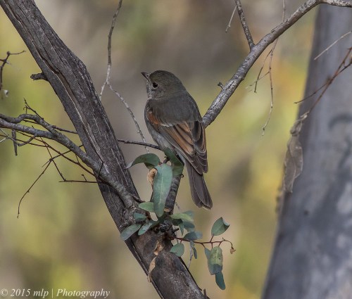 Female Golden Whistler