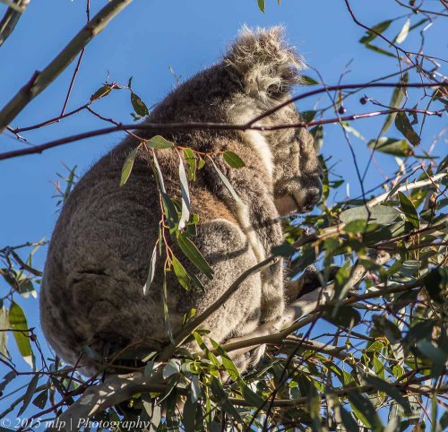 Koala, You Yangs Regional Park