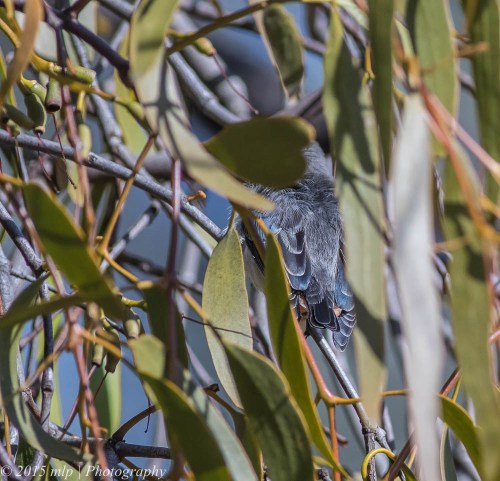 Mistletoebird, You Yangs