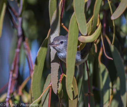 Mistletoebird, You Yangs
