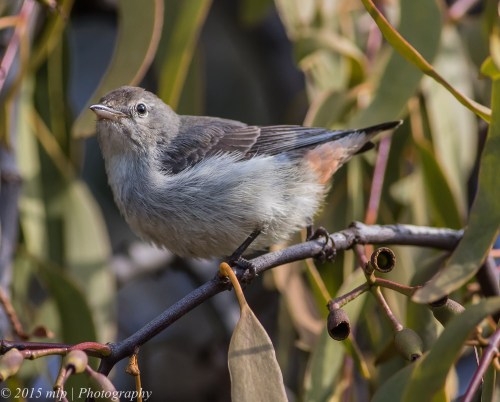 Mistletoebird, You Yangs