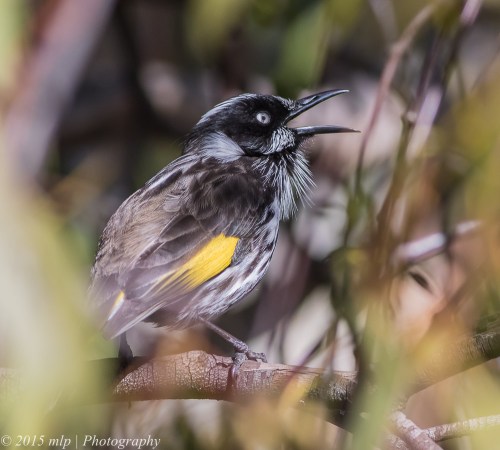 New Holland Honeyeater