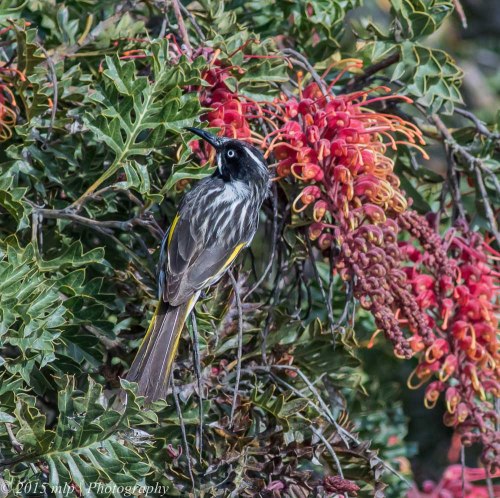 New Holland Honeyeater