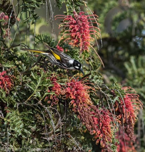 New Holland Honeyeater